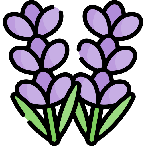 Lavenderblommor